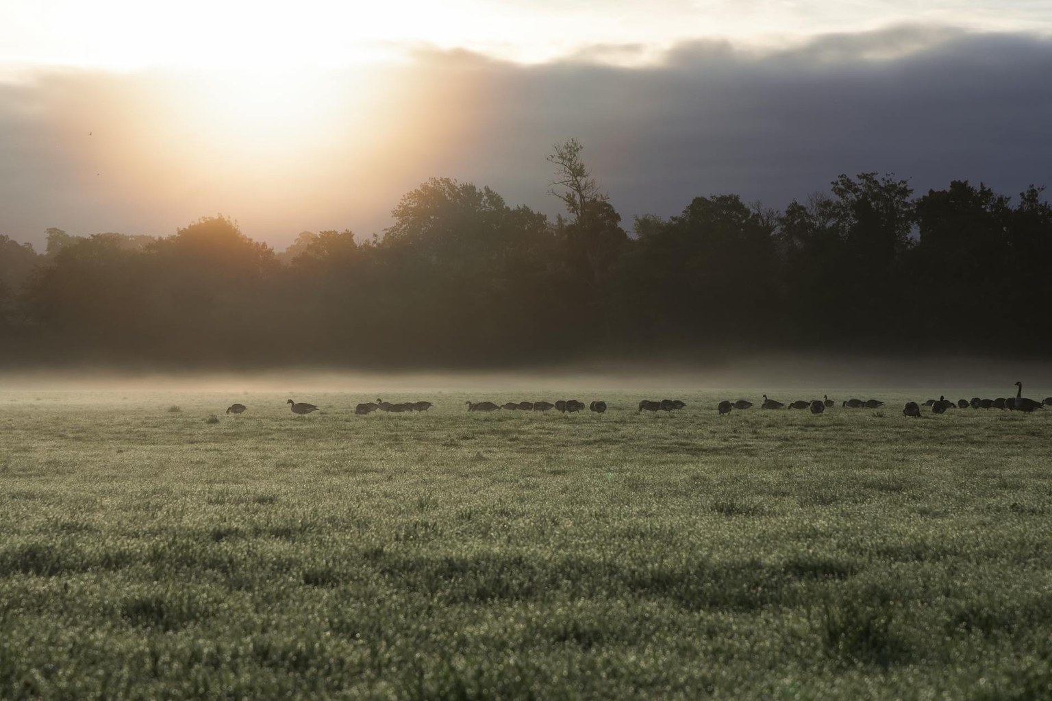 Иллюстрация к статье АМГ (антимюллеров гормон): оценка овариального резерва