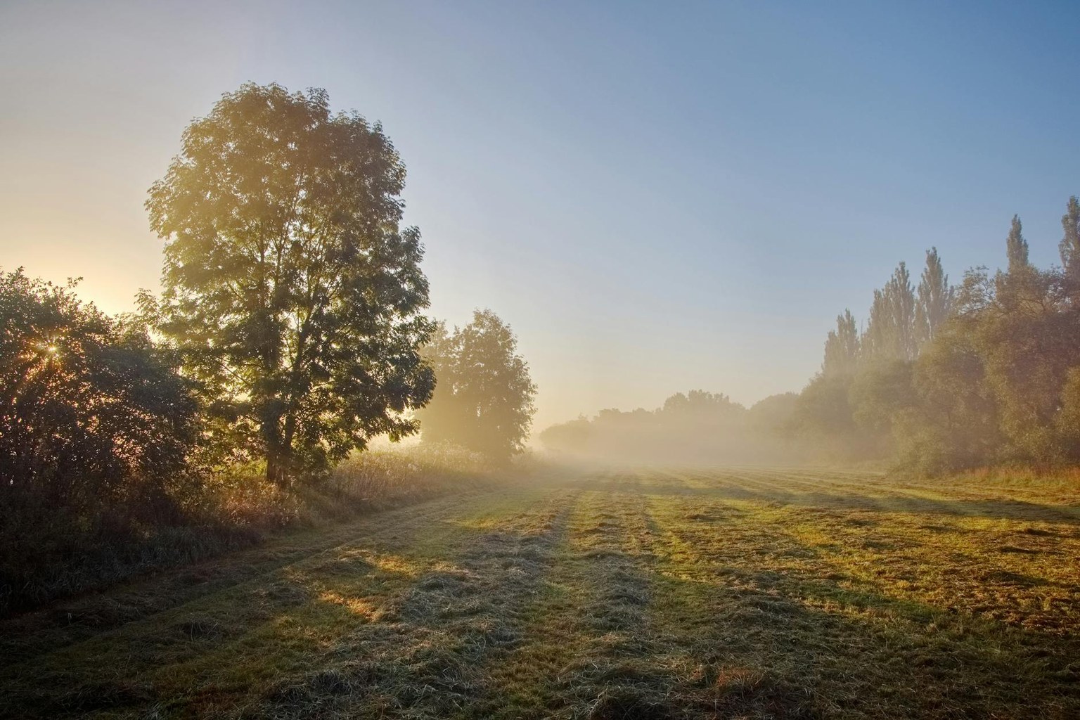 Иллюстрация к статье ДГЭА-С: гормон молодости и маркер надпочечников